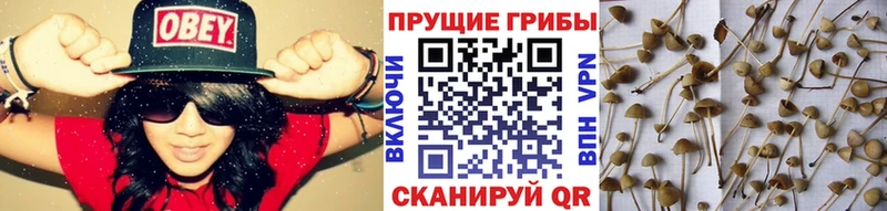 Псилоцибиновые грибы Magic Shrooms как найти Бийск